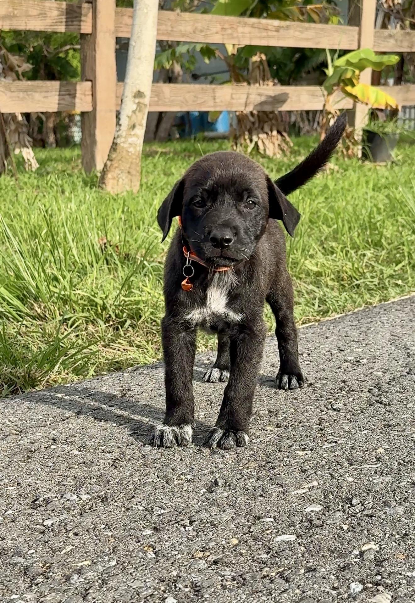 Enlarge Mr. Ozzy - Loving, Boy Puppy *LOW FEE*, a Adoptable mixed breed in Philadelphia, PA image 6/6