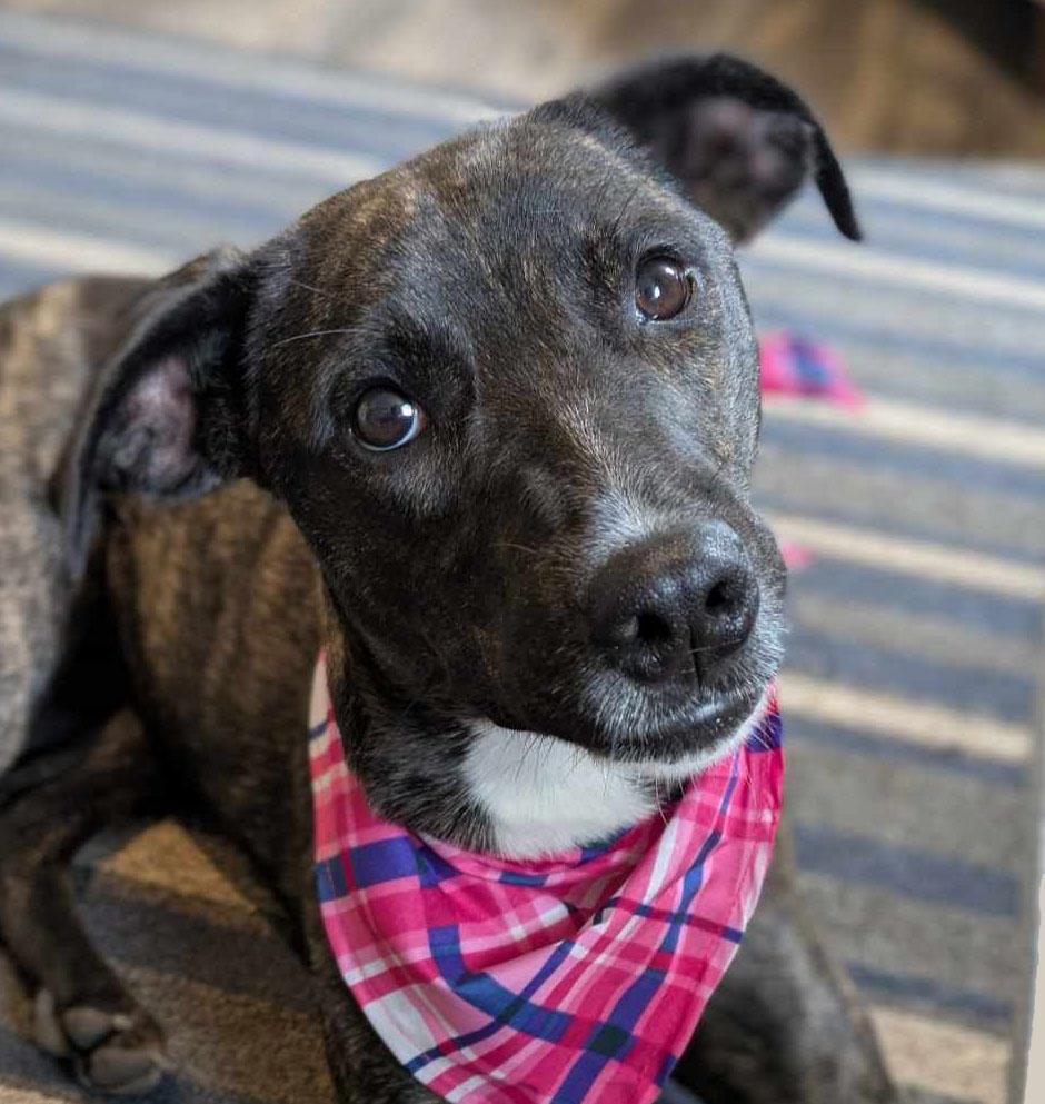 Skyler, Adoptable, Young Female Greyhound & Hound.