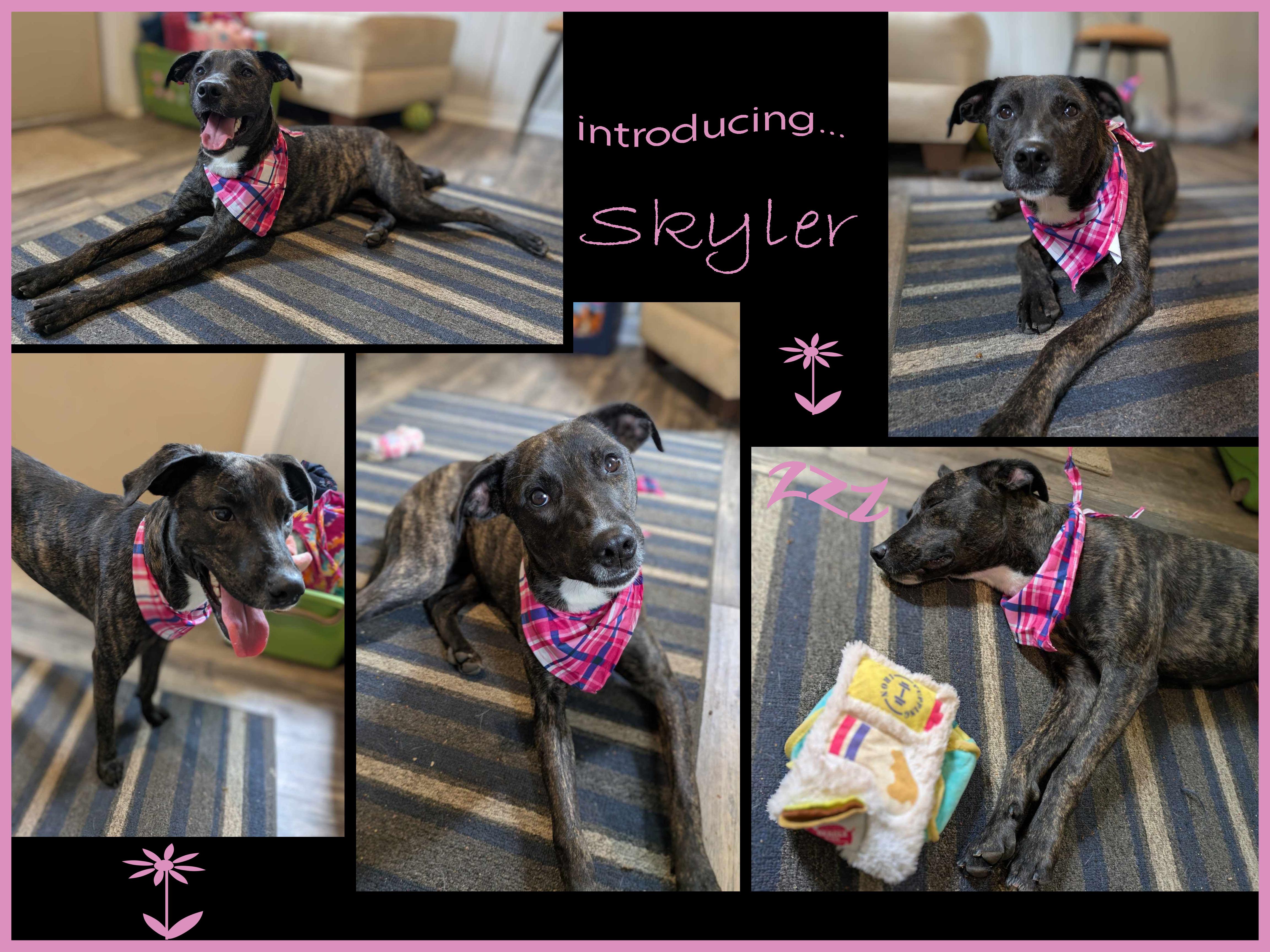 Skyler, a Adoptable mixed breed in Ozark, AL image 2/3
