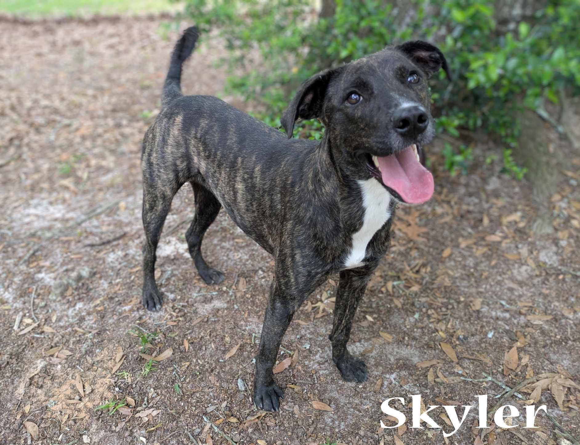 Skyler, a Adoptable mixed breed in Ozark, AL image 3/3