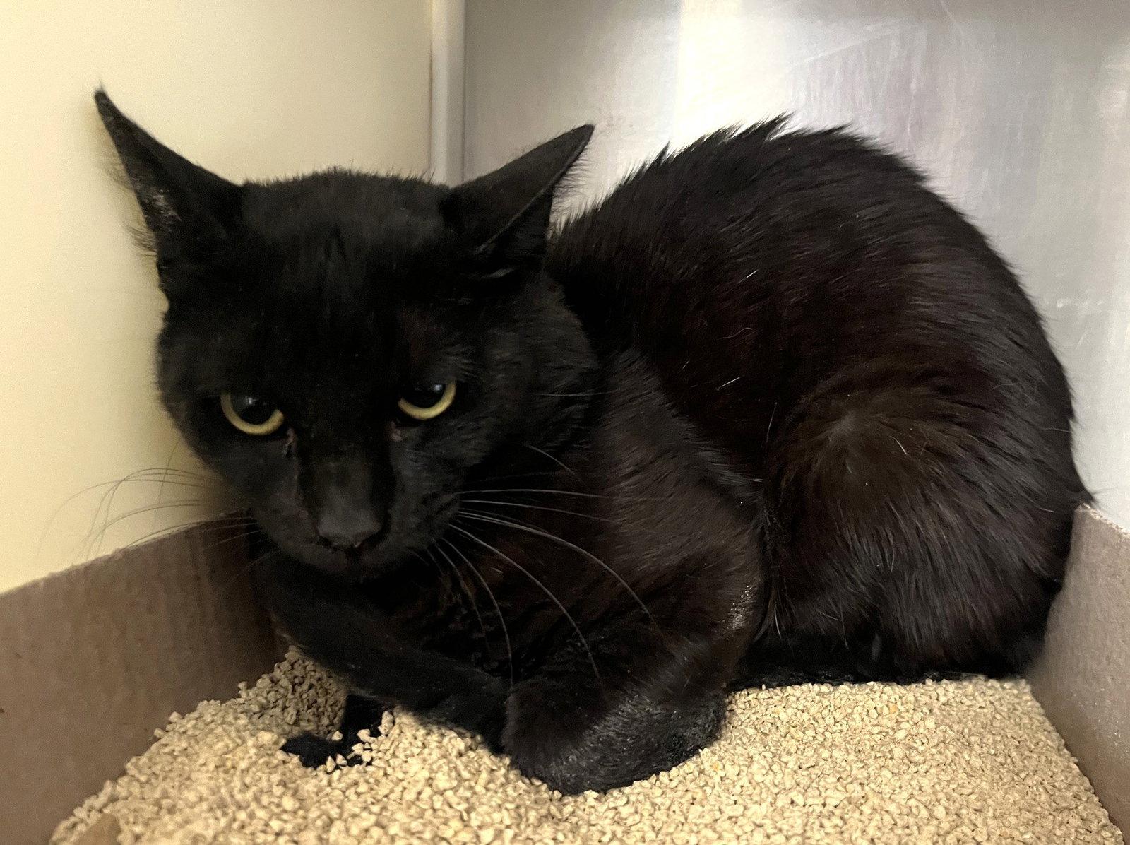James, Adoptable, Young Male Domestic Short Hair.