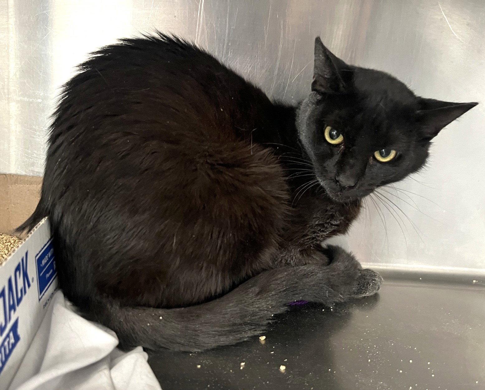 James, a Adoptable Domestic Short Hair in Carrollton, GA image 2/3