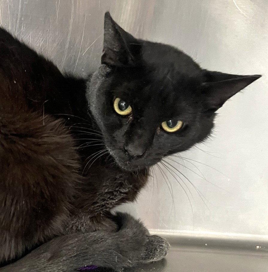 James, a Adoptable Domestic Short Hair in Carrollton, GA image 3/3