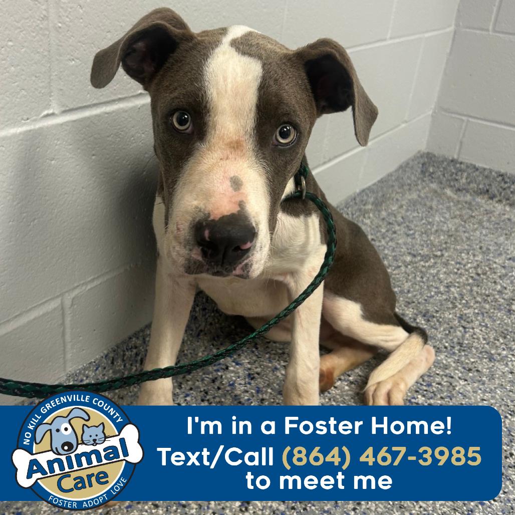 Gizmo, a Adoptable Mixed Breed in Greenville, SC image 1/2