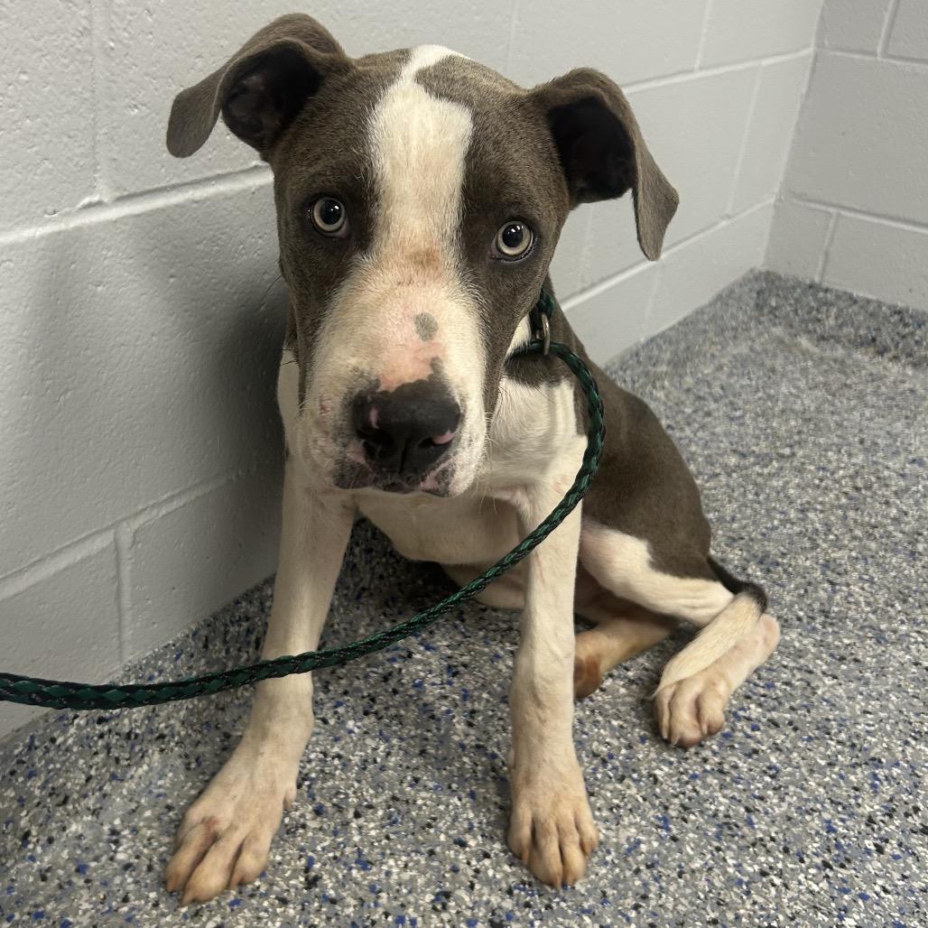 Gizmo, a Adoptable Mixed Breed in Greenville, SC image 2/2