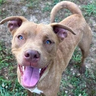 Mocha, Adoptable, Adult Male Bull Terrier.