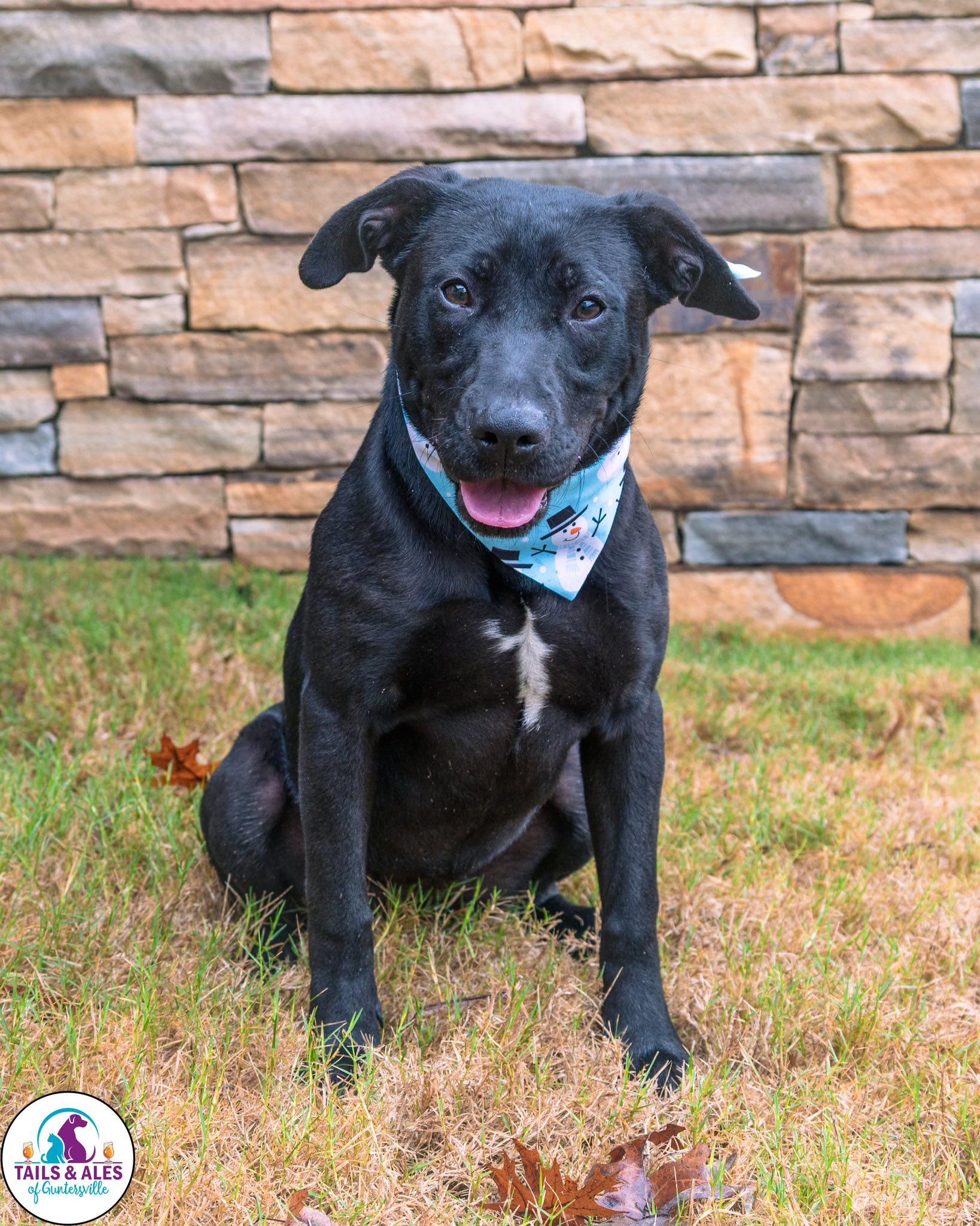Enlarge Mikka, a ADOPTABLE mixed breed in Guntersville, AL image 1/2
