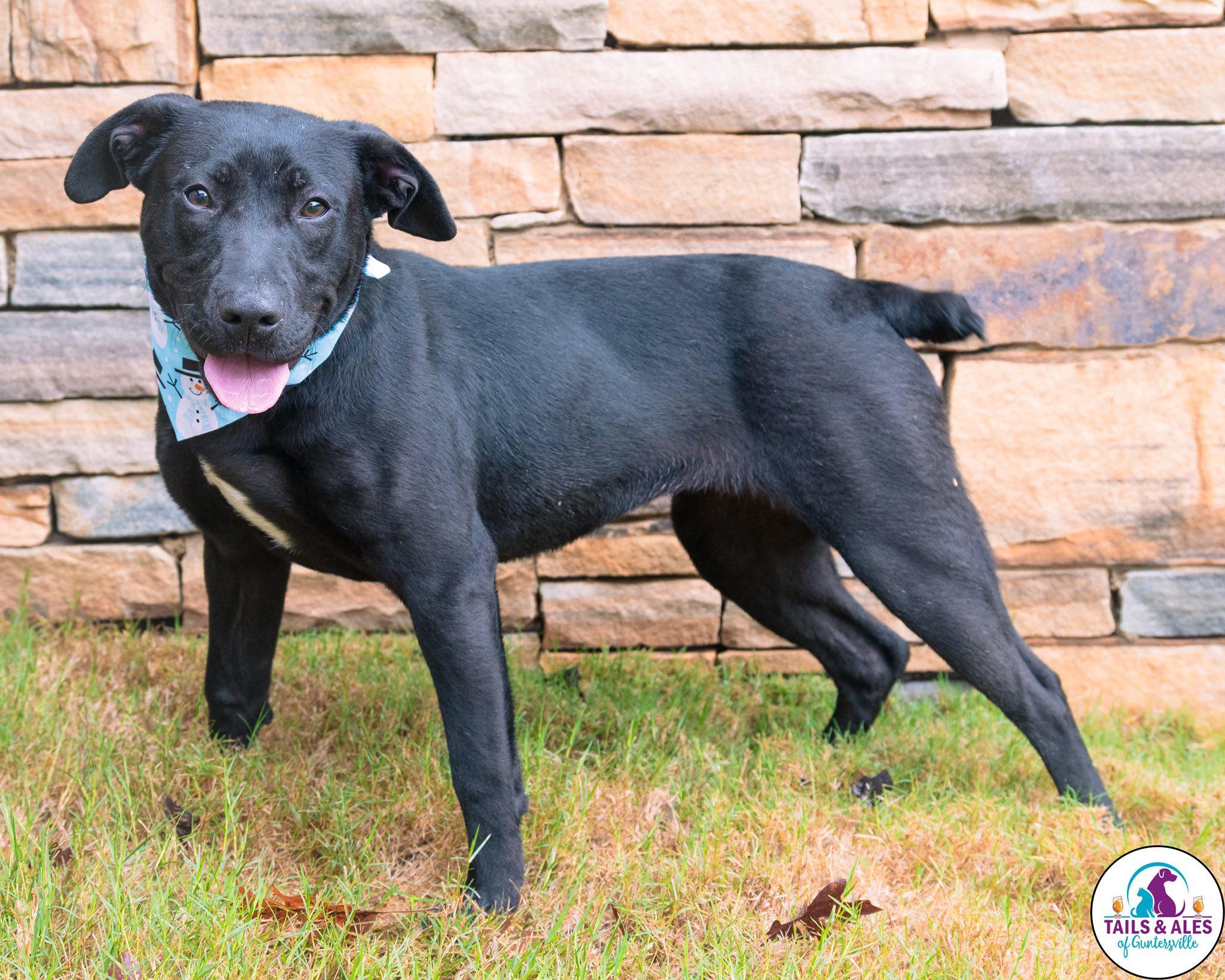 Enlarge Mikka, a ADOPTABLE mixed breed in Guntersville, AL image 2/2