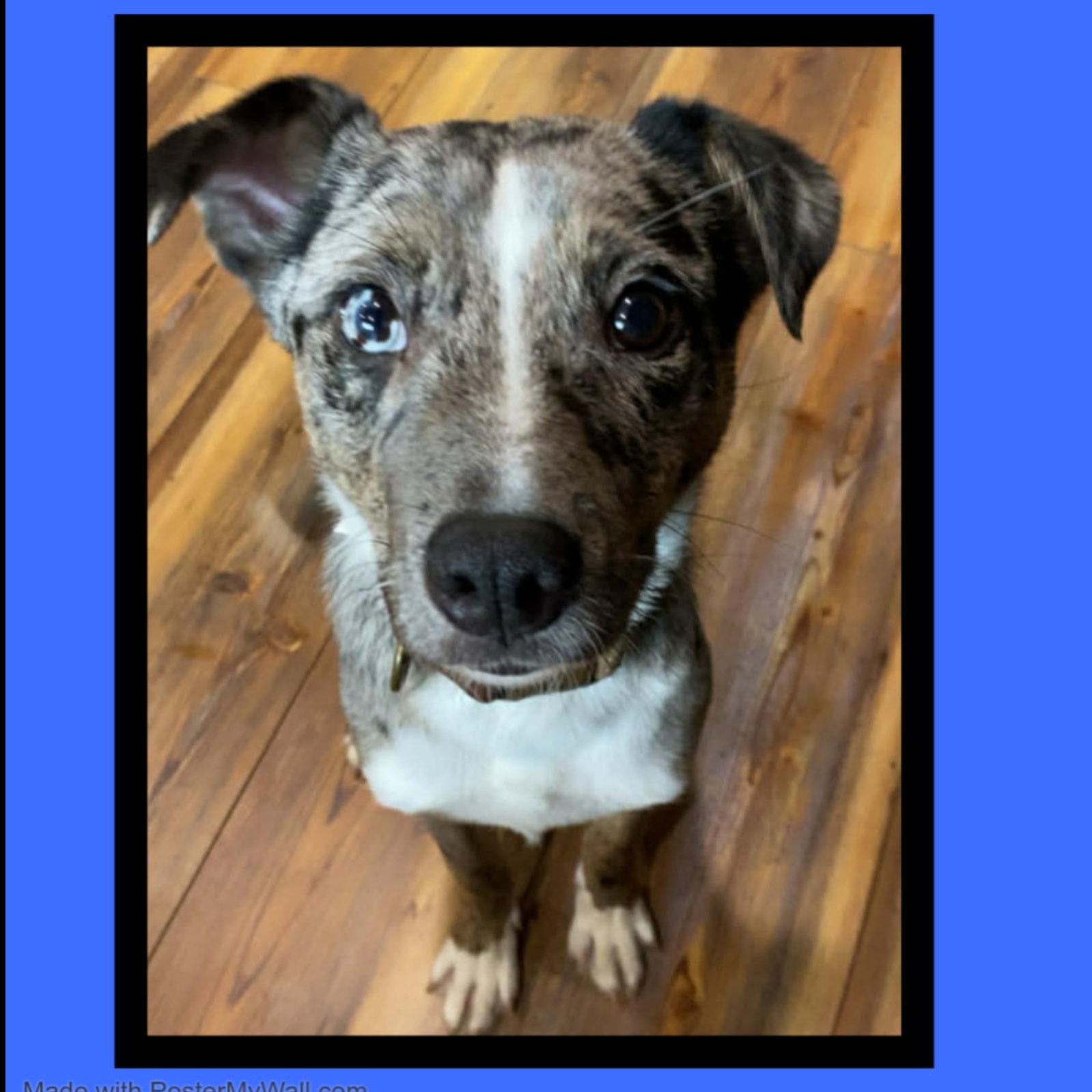 Enlarge Louie , an adopted mixed breed in McMinnville , OR image 2/4