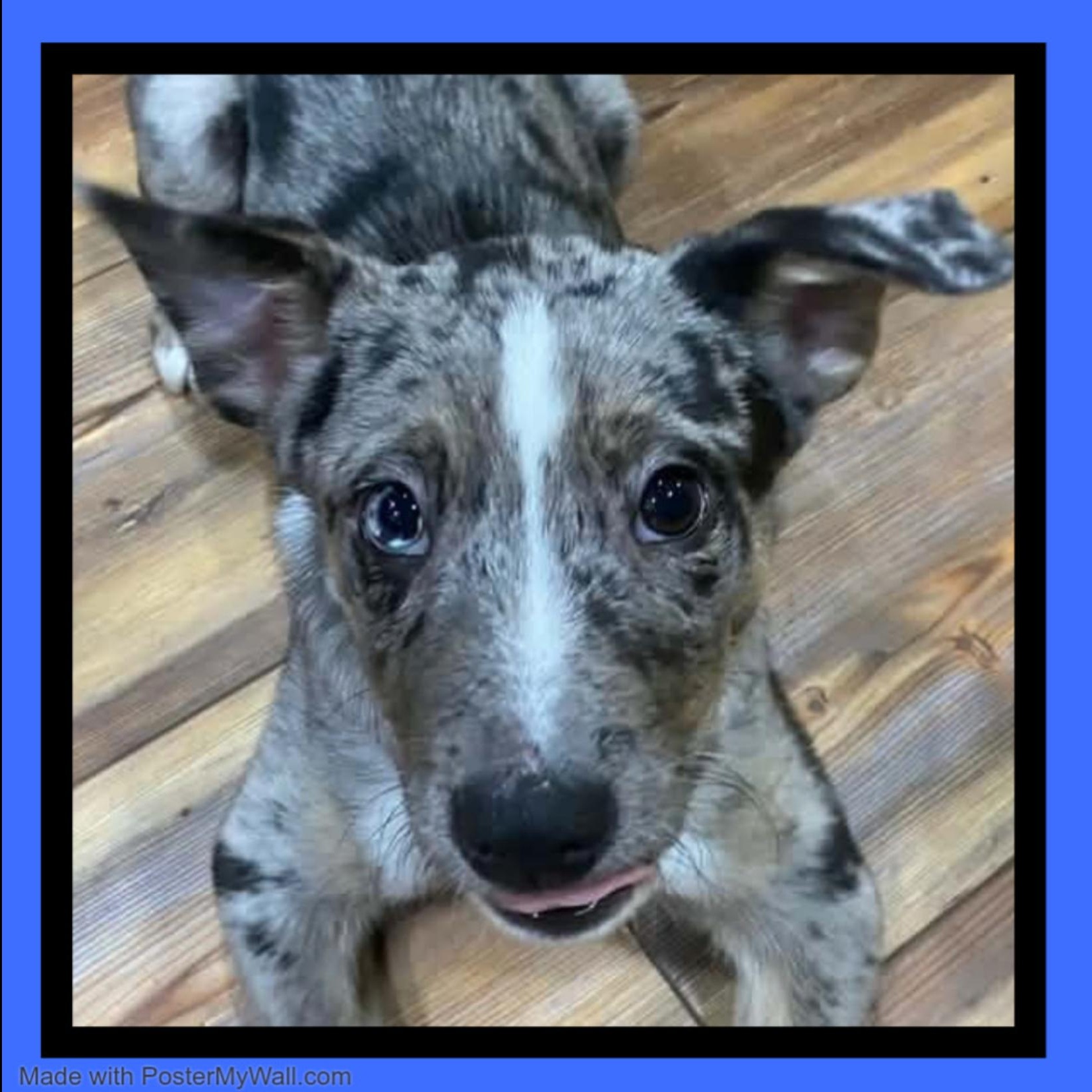 Enlarge Louie , an adopted mixed breed in McMinnville , OR image 1/4