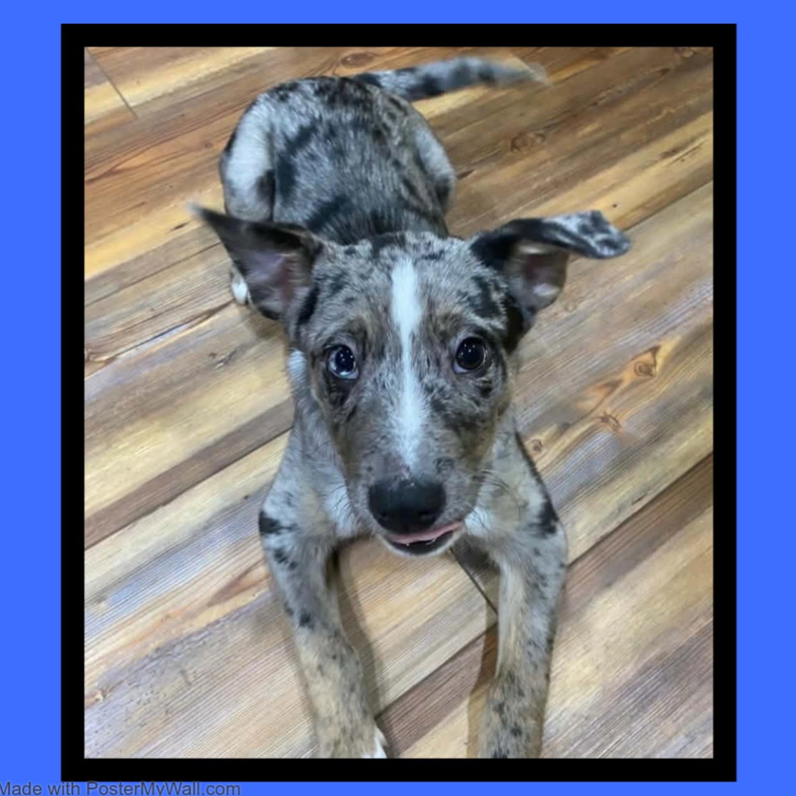 Enlarge Louie , an adopted mixed breed in McMinnville , OR image 3/4