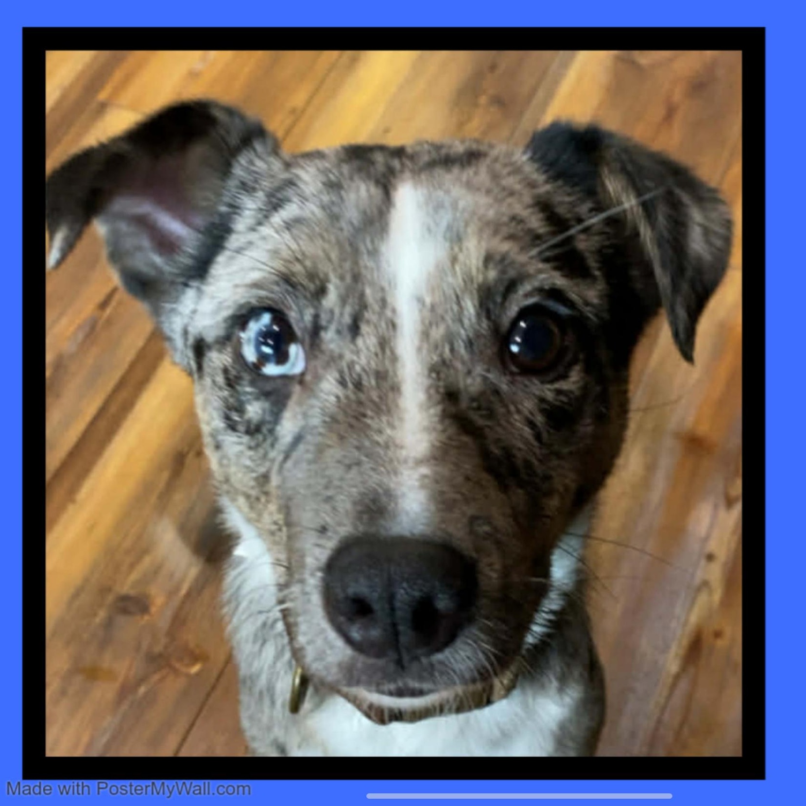 Enlarge Louie , an adopted mixed breed in McMinnville , OR image 4/4