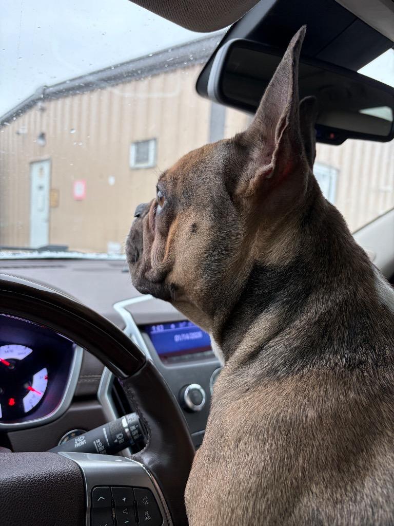 Doobie, Adoptable, Adult Male French Bulldog.