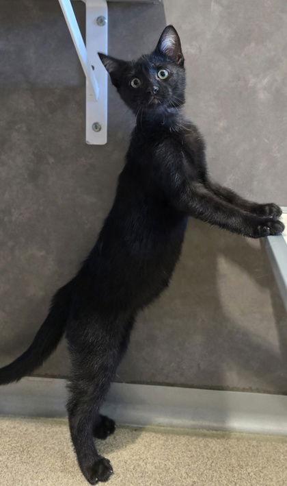 Enlarge Eugene, a Adoptable Domestic Short Hair in Oskaloosa, IA image 1/1