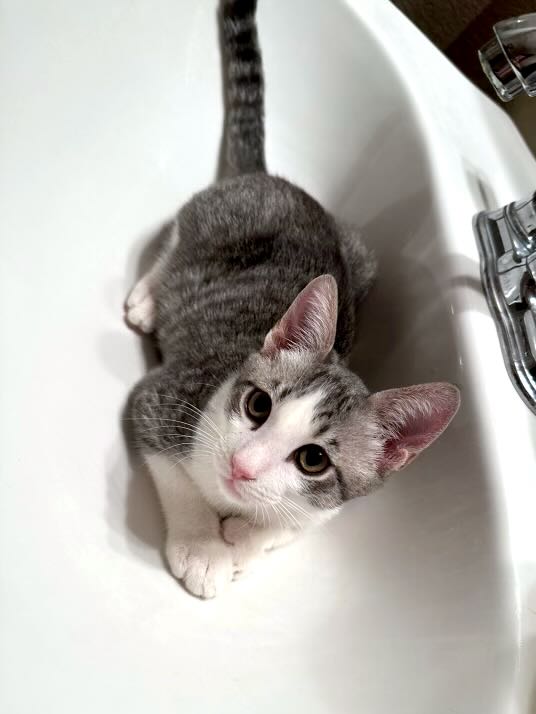 Enlarge Dewey, a Adopted Domestic Short Hair in La Quinta, CA image 2/3