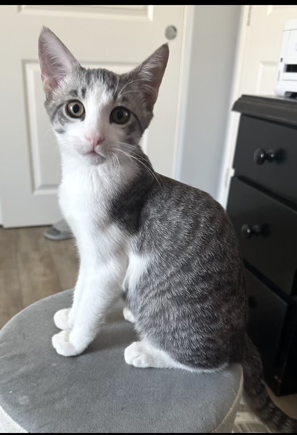 Enlarge Dewey, a Adopted Domestic Short Hair in La Quinta, CA image 3/3