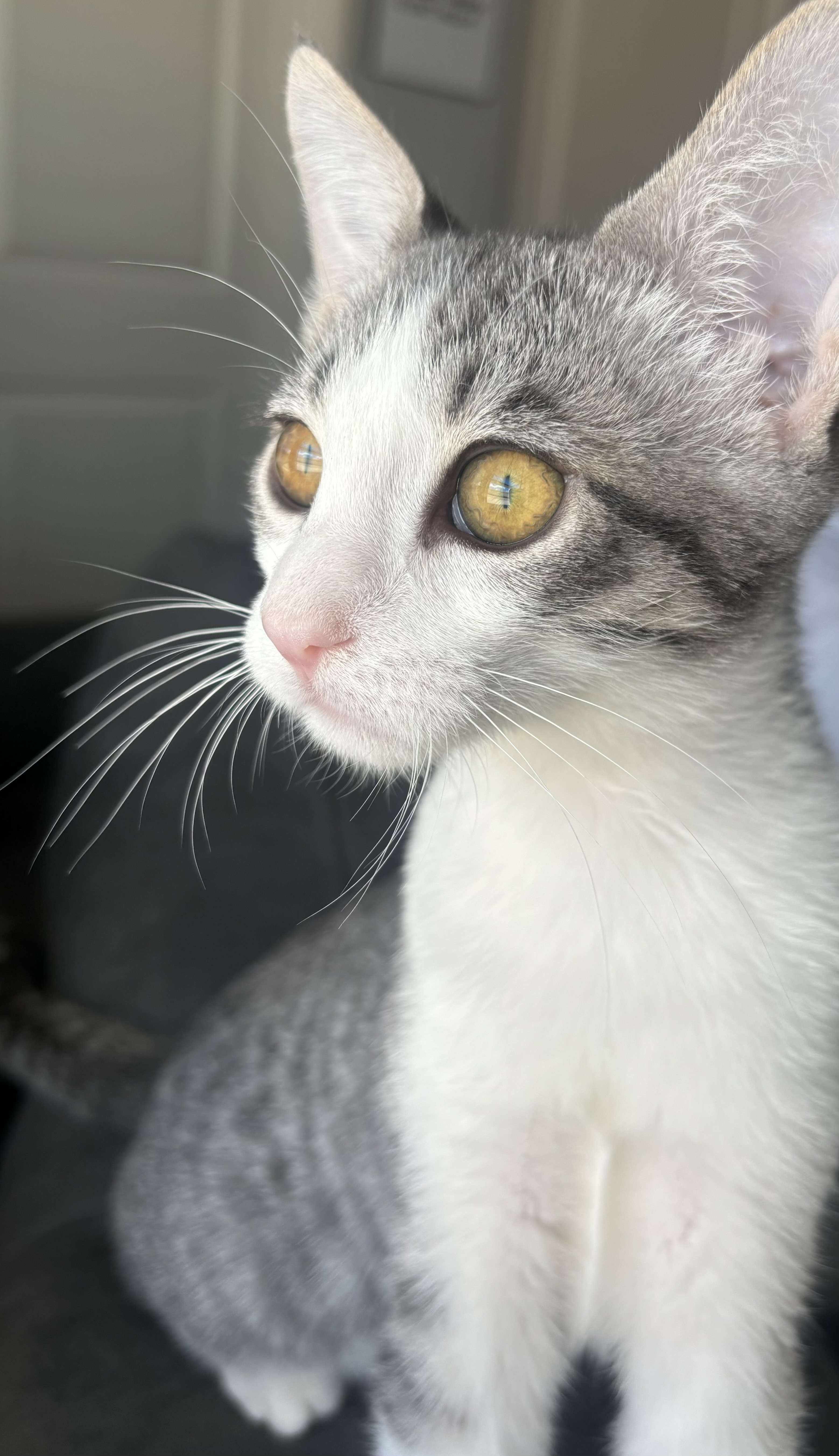 Dewey, Adopted, Young Male Domestic Short Hair.