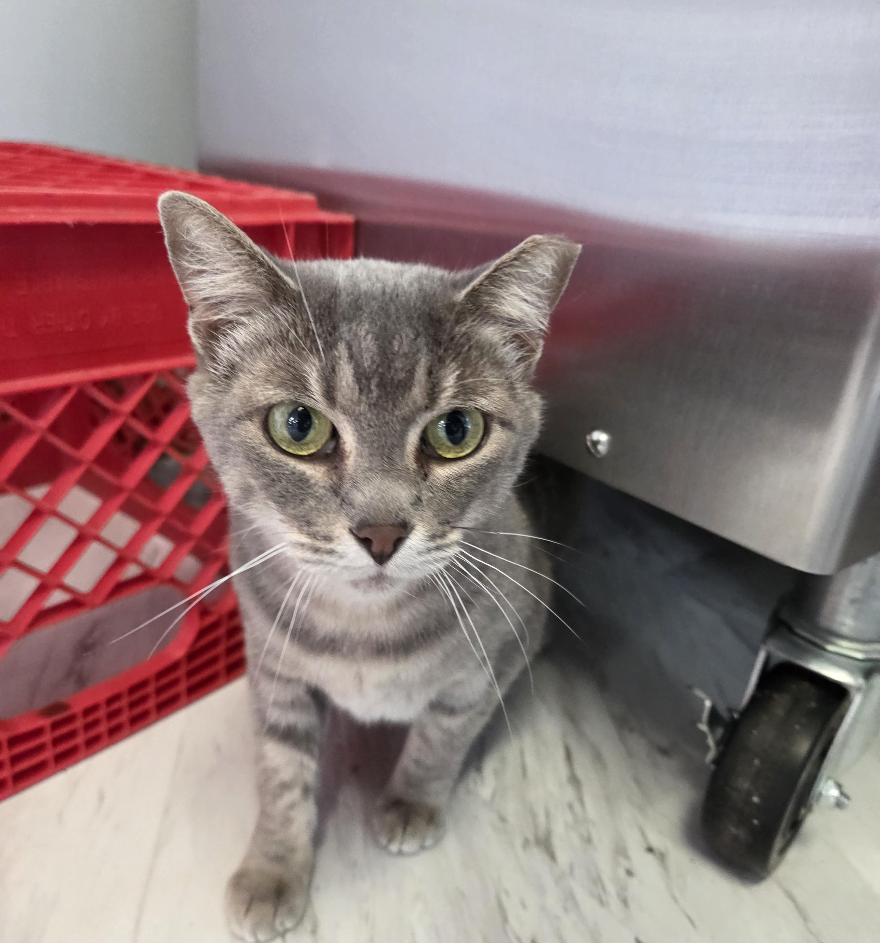 Enlarge Delilah, a Adoptable mixed breed in Lexington, MI image 1/2