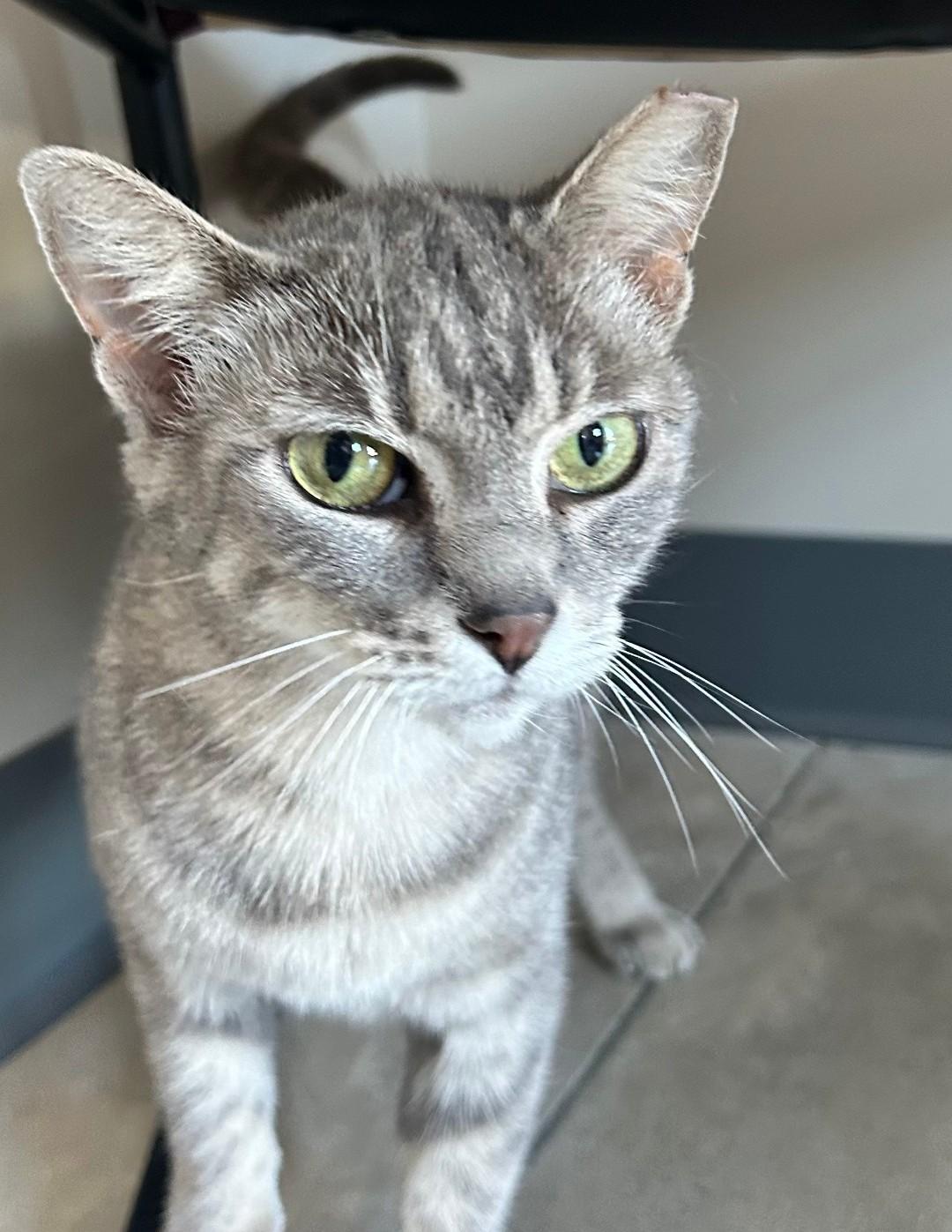 Enlarge Delilah, a Adoptable mixed breed in Lexington, MI image 2/2