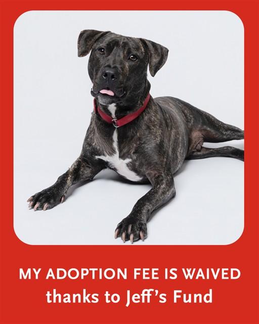 MANNY, Adoptable, Young Male Plott Hound & Mixed Breed.