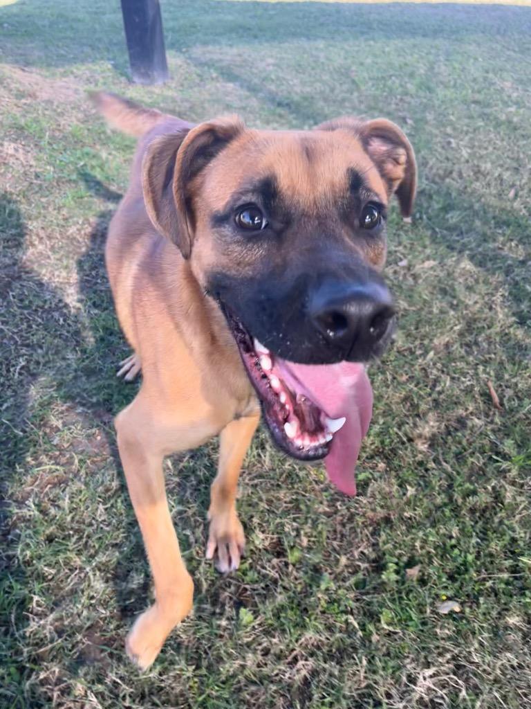 Jax, Adoptable, Young Male Terrier.