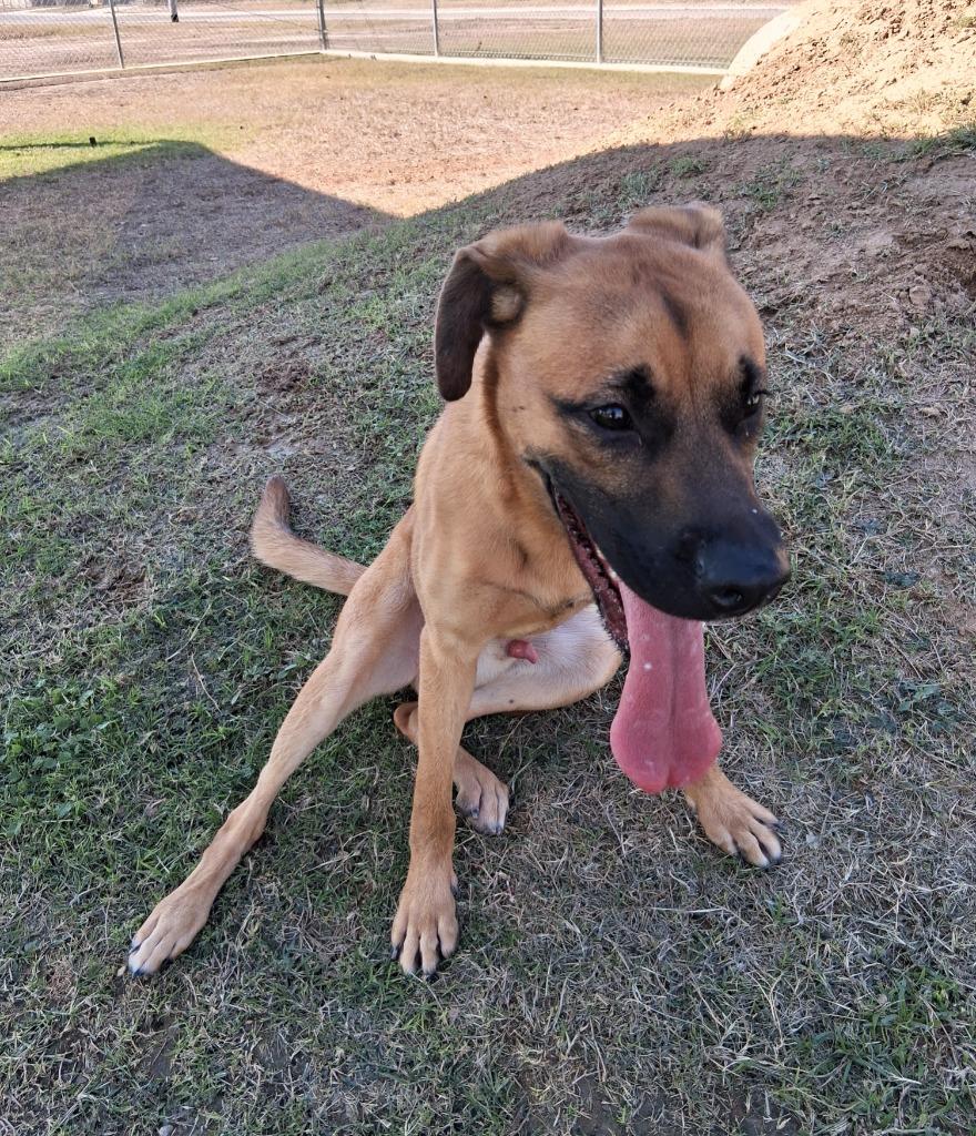 Enlarge Jax, a Adoptable mixed breed in Seguin, TX image 2/3