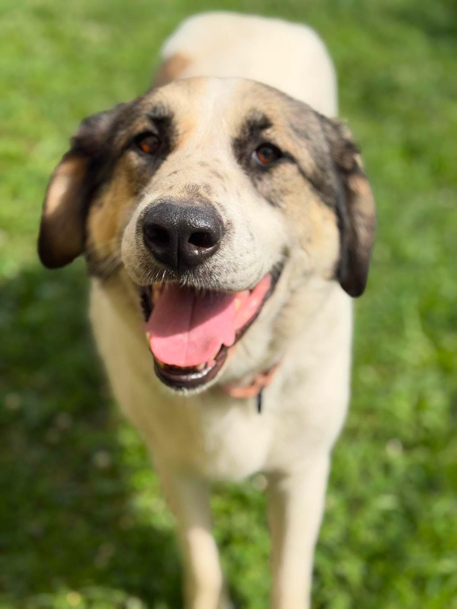 Enlarge Halo, a Adoptable mixed breed in Argyle, NY image 3/6