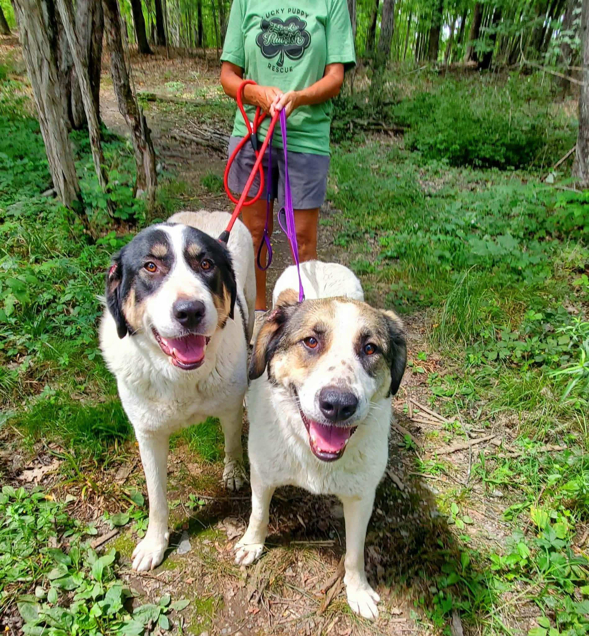 Enlarge Halo, a Adoptable mixed breed in Argyle, NY image 4/6
