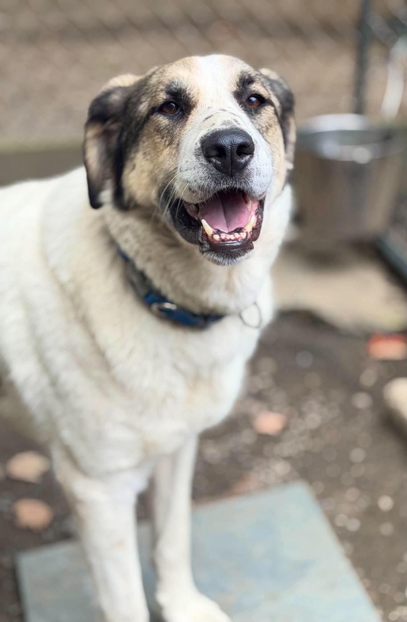 Enlarge Halo, a Adoptable mixed breed in Argyle, NY image 5/6
