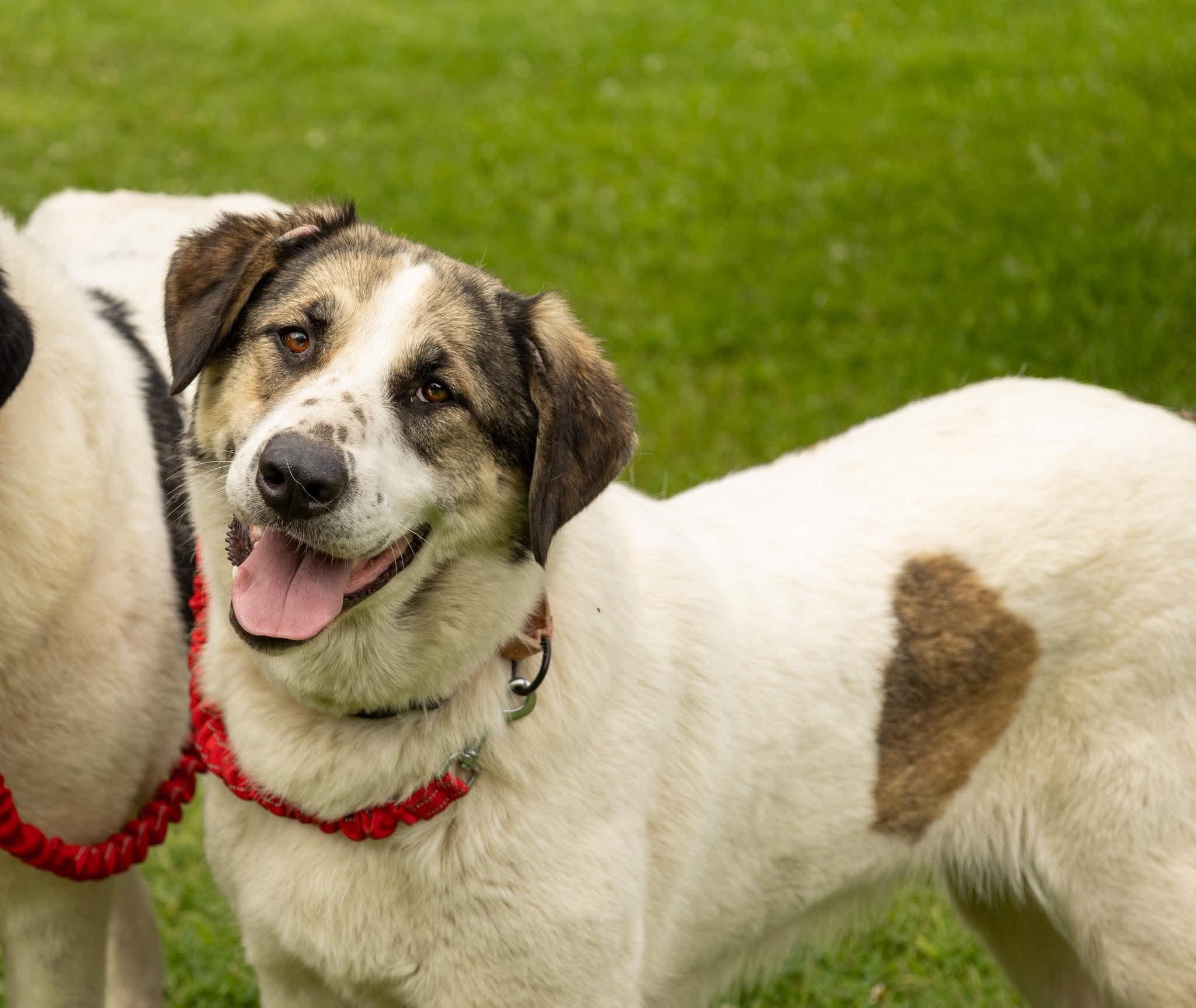 Halo, Adoptable, Adult Female Great Pyrenees & Anatolian Shepherd.