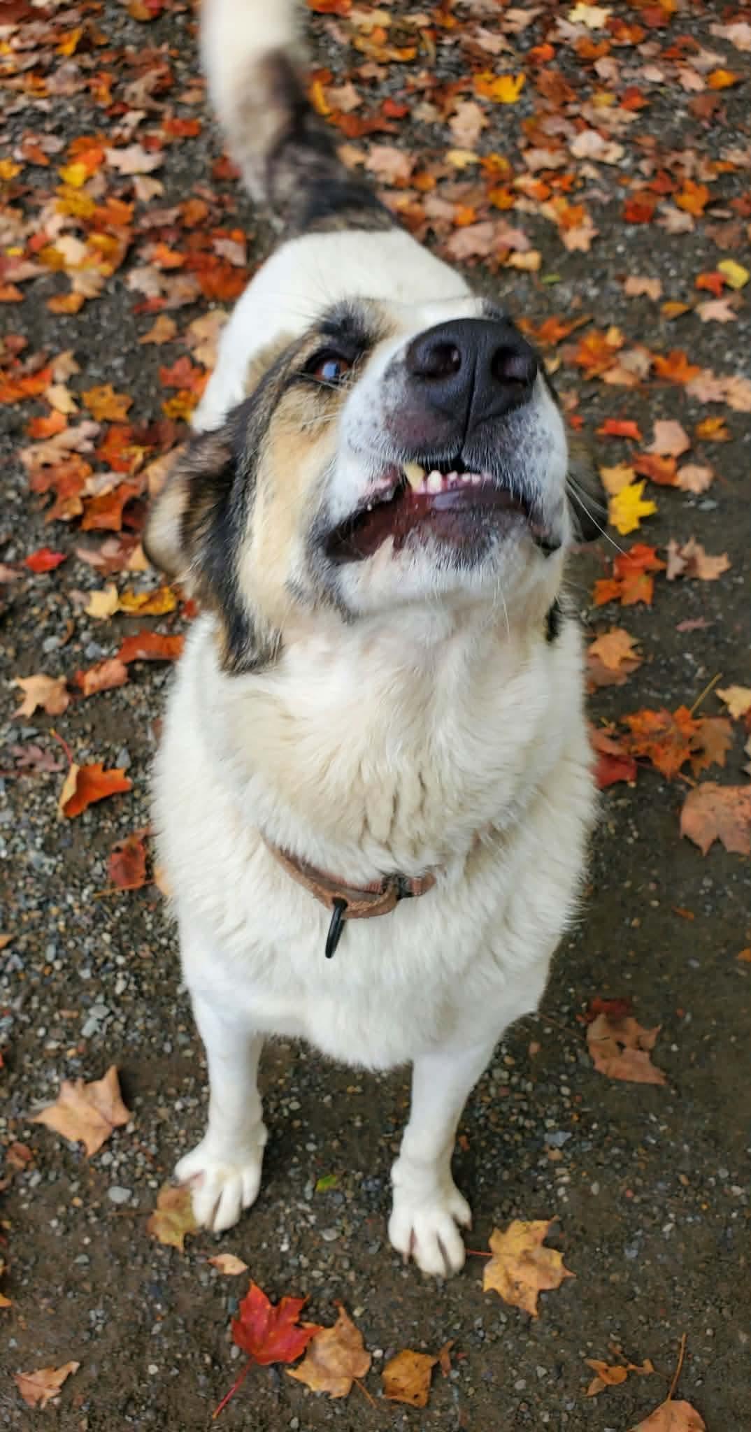 Enlarge Halo, a Adoptable mixed breed in Argyle, NY image 6/6