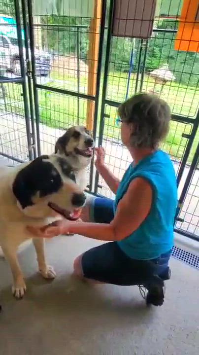 Enlarge Halo, a Adoptable mixed breed in Argyle, NY video 2/6