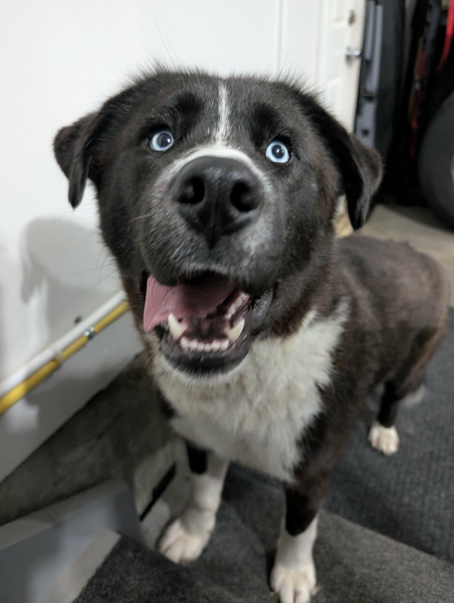 Bear, a ADOPTABLE mixed breed in Edmonton, AB image 5/5