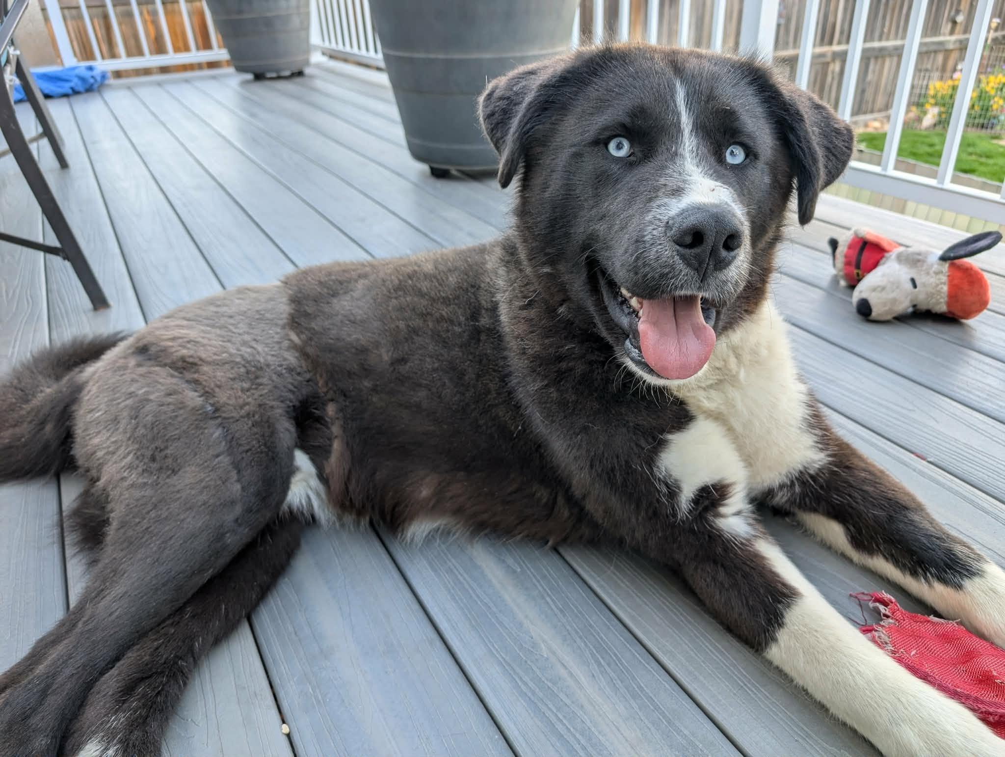 Bear, a ADOPTABLE mixed breed in Edmonton, AB image 3/5