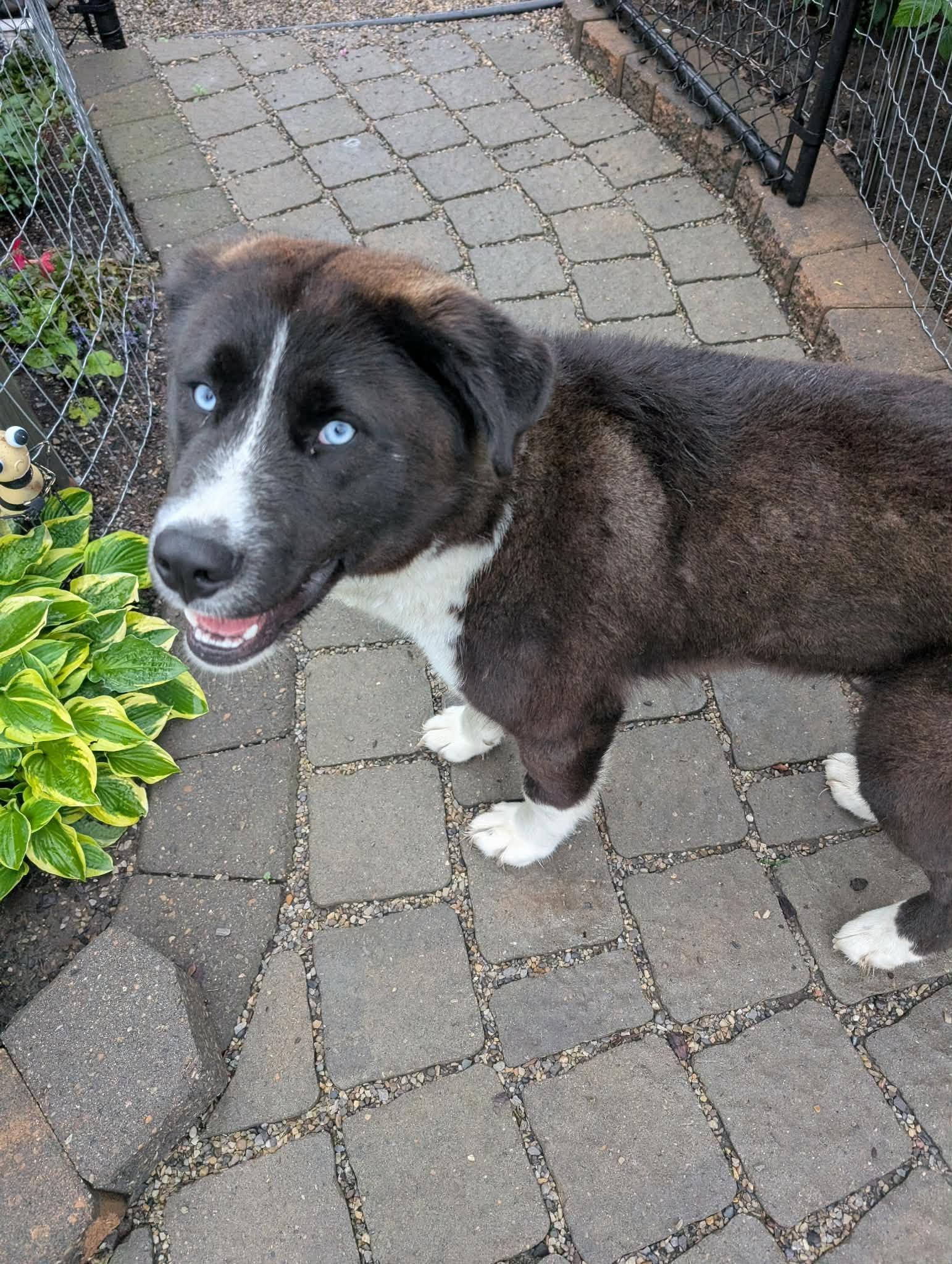 Bear, a ADOPTABLE mixed breed in Edmonton, AB image 4/5