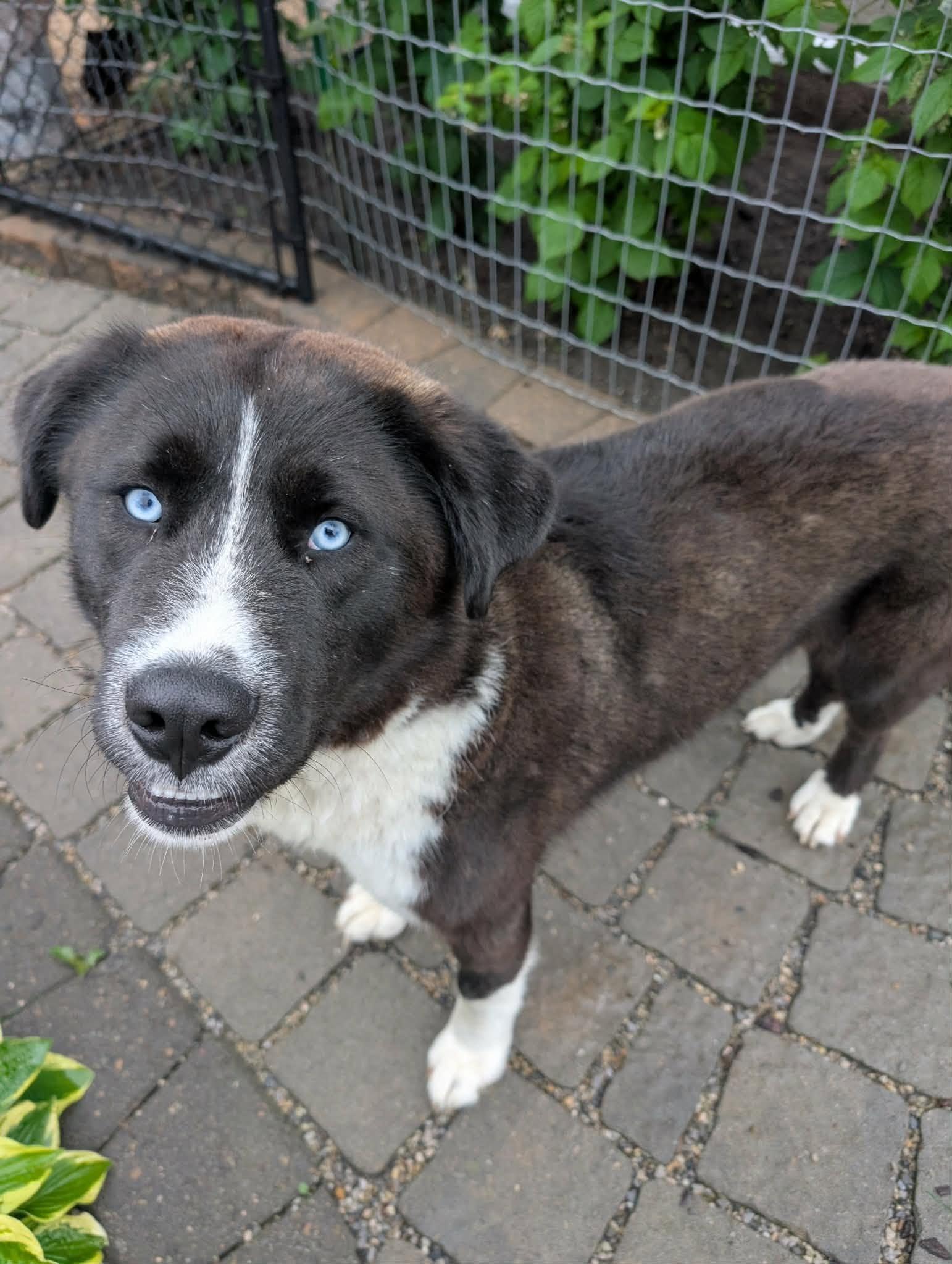Bear, ADOPTABLE, Adult Male Black Labrador Retriever & Husky.