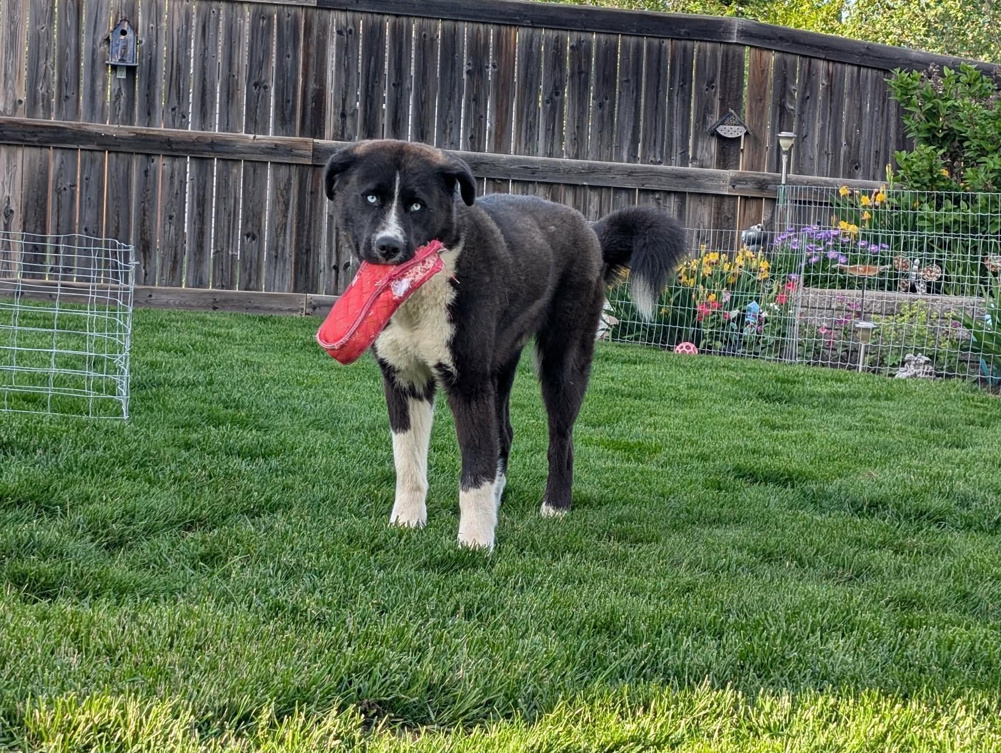 Bear, a ADOPTABLE mixed breed in Edmonton, AB image 2/5
