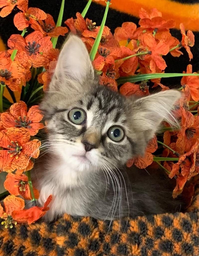 Enlarge 4/15/26 Callisto, a Adoptable mixed breed in Stillwater, OK image 1/1