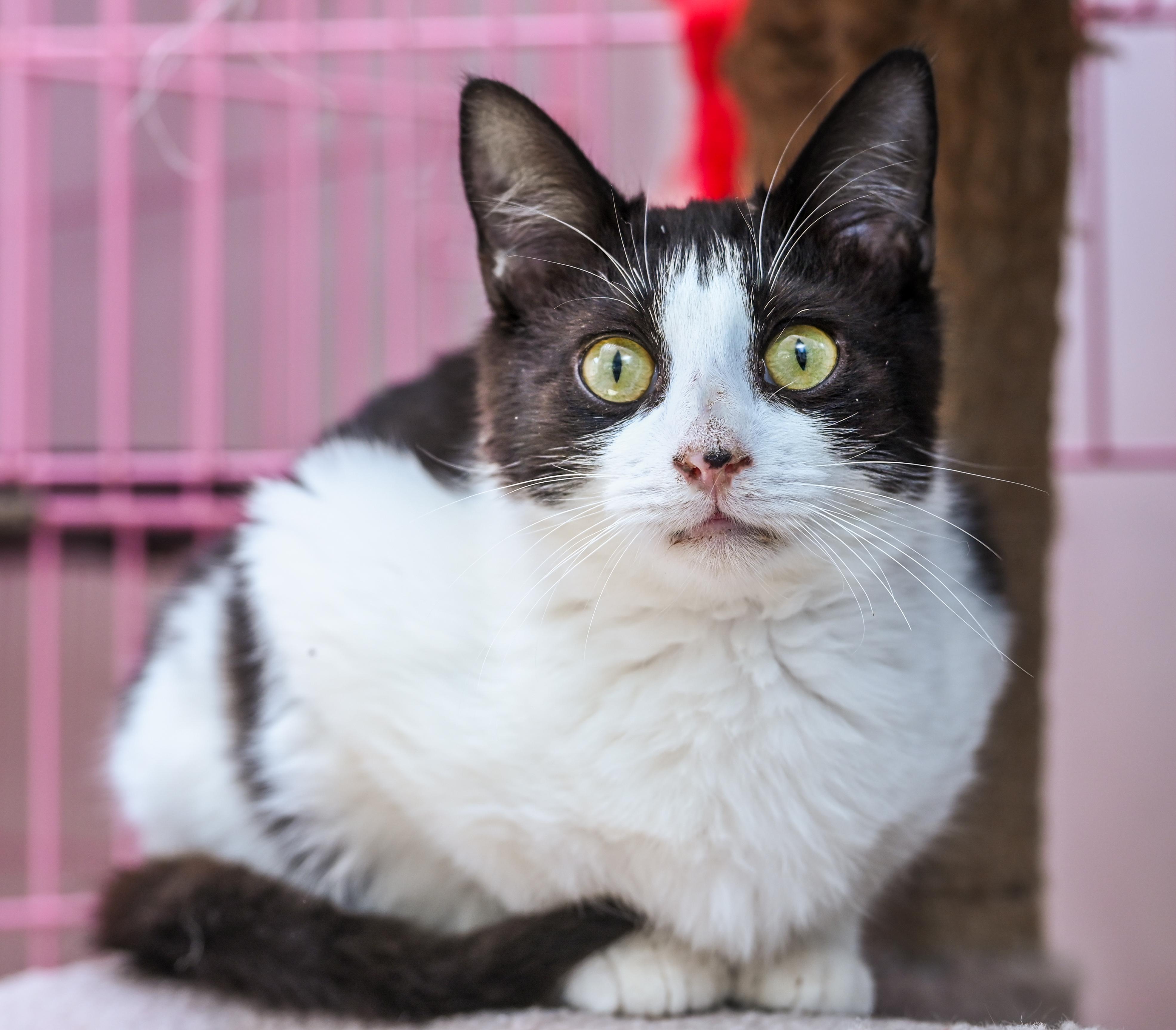 Maestro, an adopted mixed breed in Chattanooga, TN image 1/4