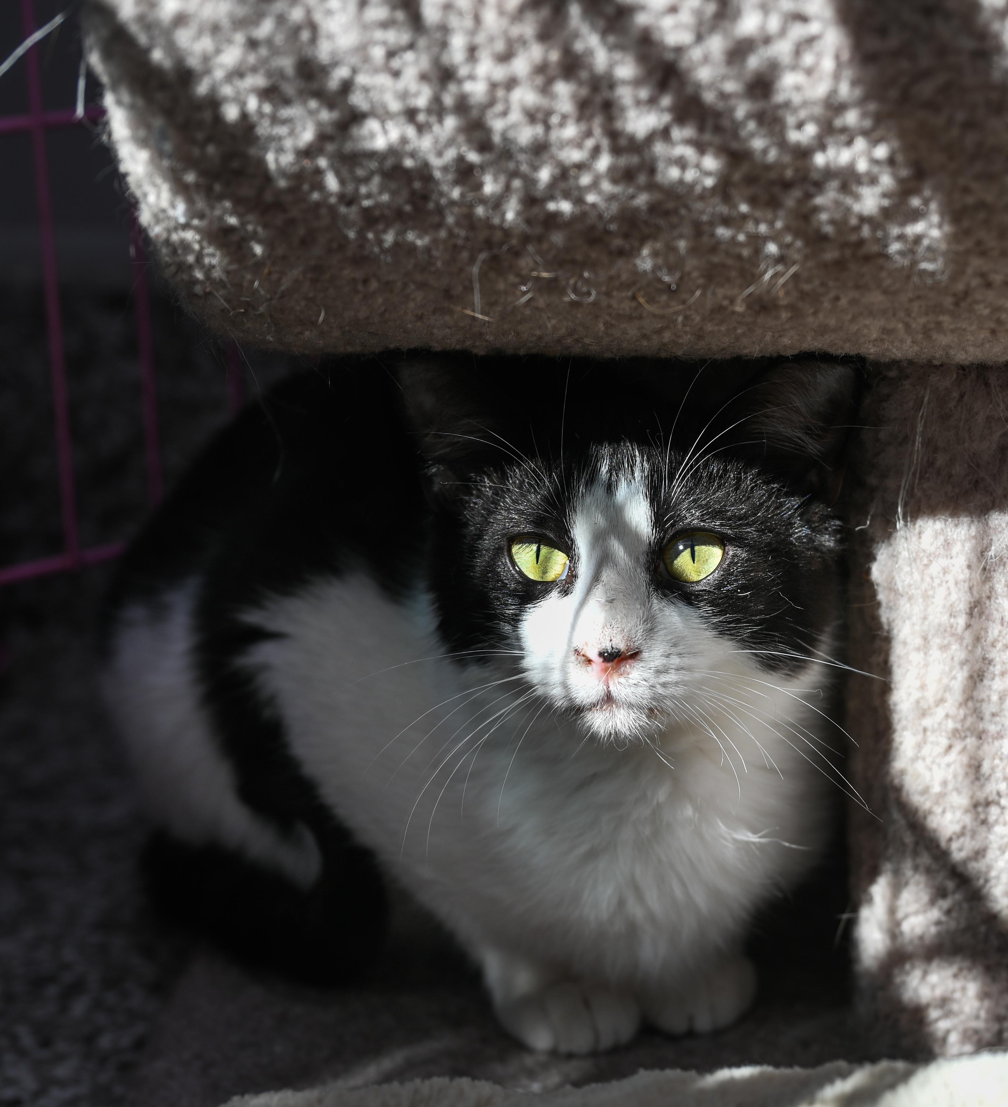 Maestro, an adopted mixed breed in Chattanooga, TN image 4/4