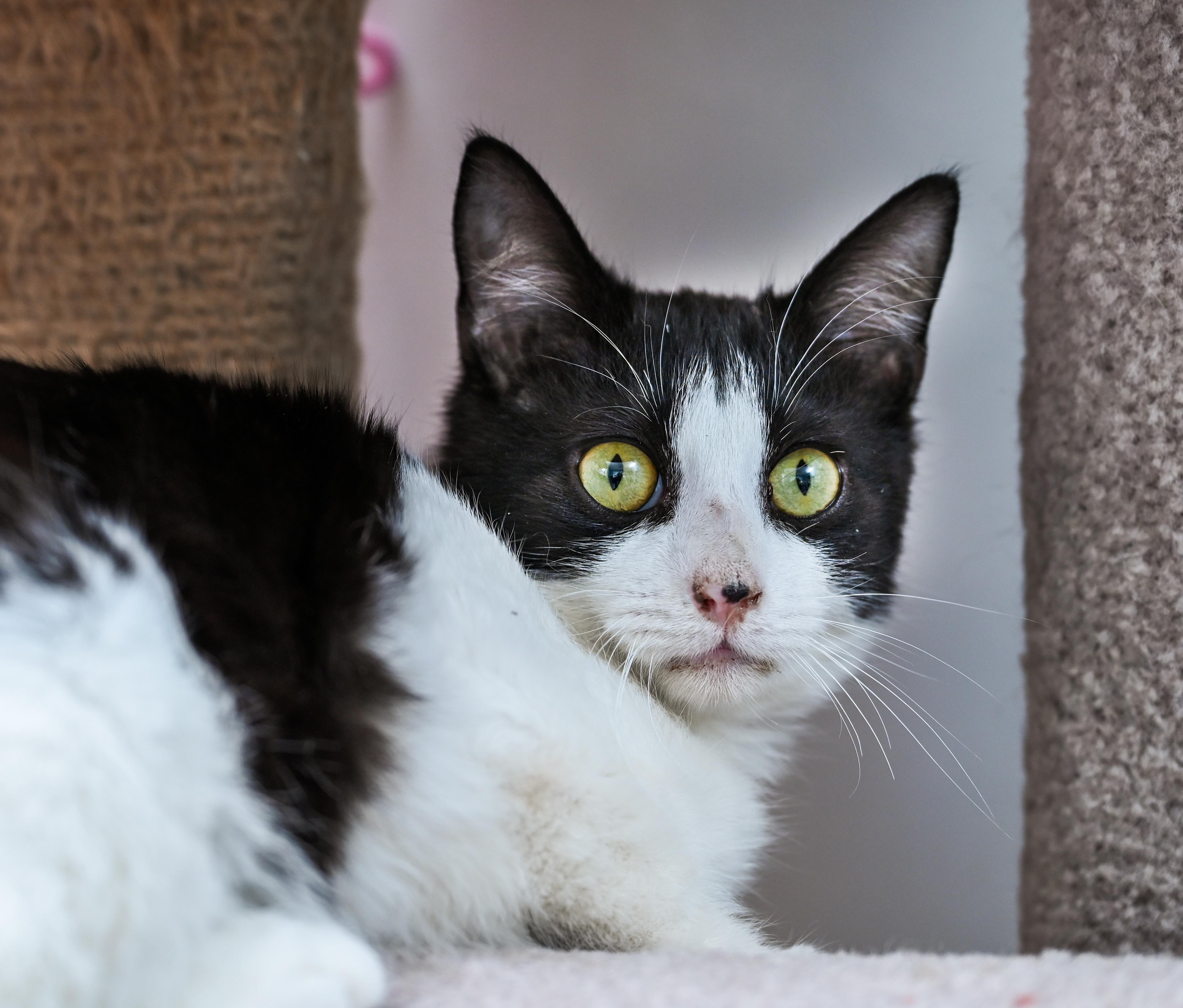 Maestro, an adopted mixed breed in Chattanooga, TN image 3/4