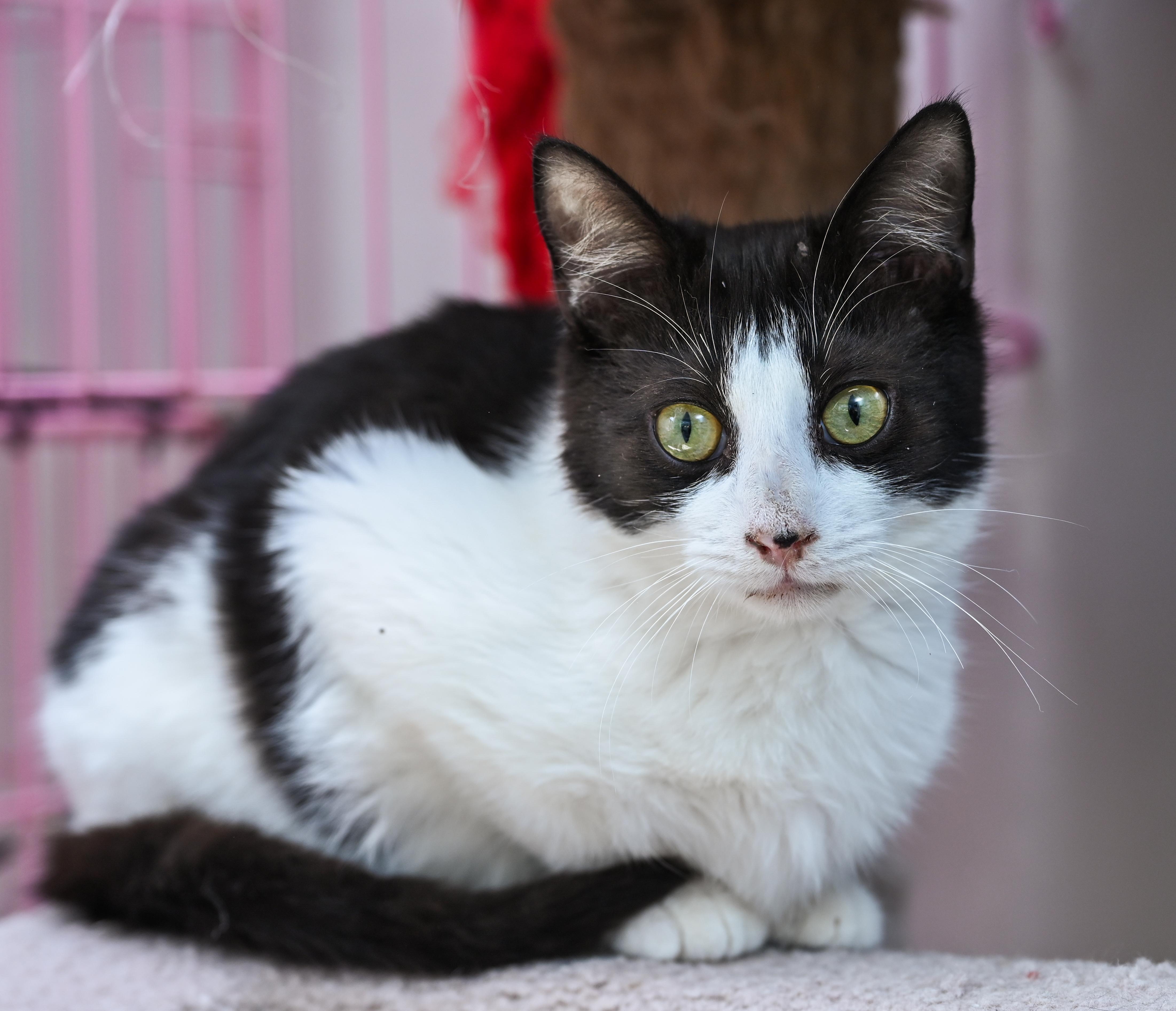 Maestro, an adopted mixed breed in Chattanooga, TN image 2/4