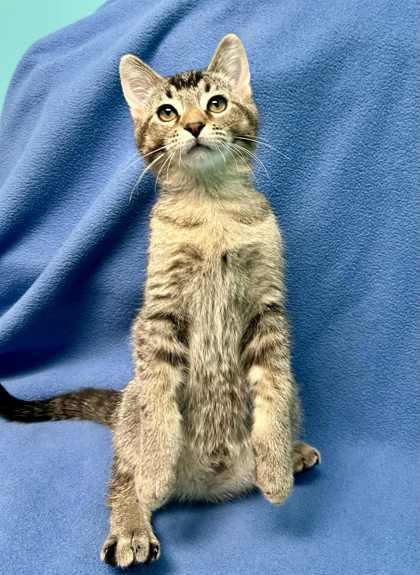 Ziven, a Adoptable Domestic Short Hair in Alexandria, MN image 1/3