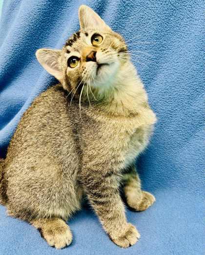 Ziven, a Adoptable Domestic Short Hair in Alexandria, MN image 2/3