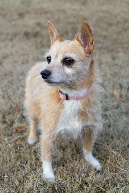 Enlarge Prissy, a ADOPTABLE mixed breed in Alabaster, AL image 2/5