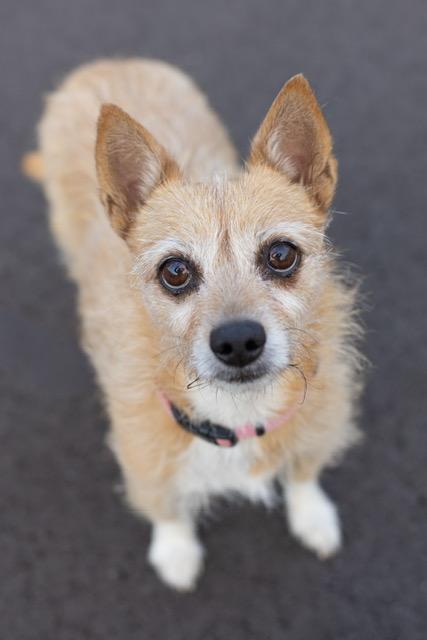 Enlarge Prissy, a ADOPTABLE mixed breed in Alabaster, AL image 3/5