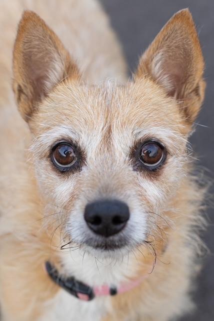 Enlarge Prissy, a ADOPTABLE mixed breed in Alabaster, AL image 4/5