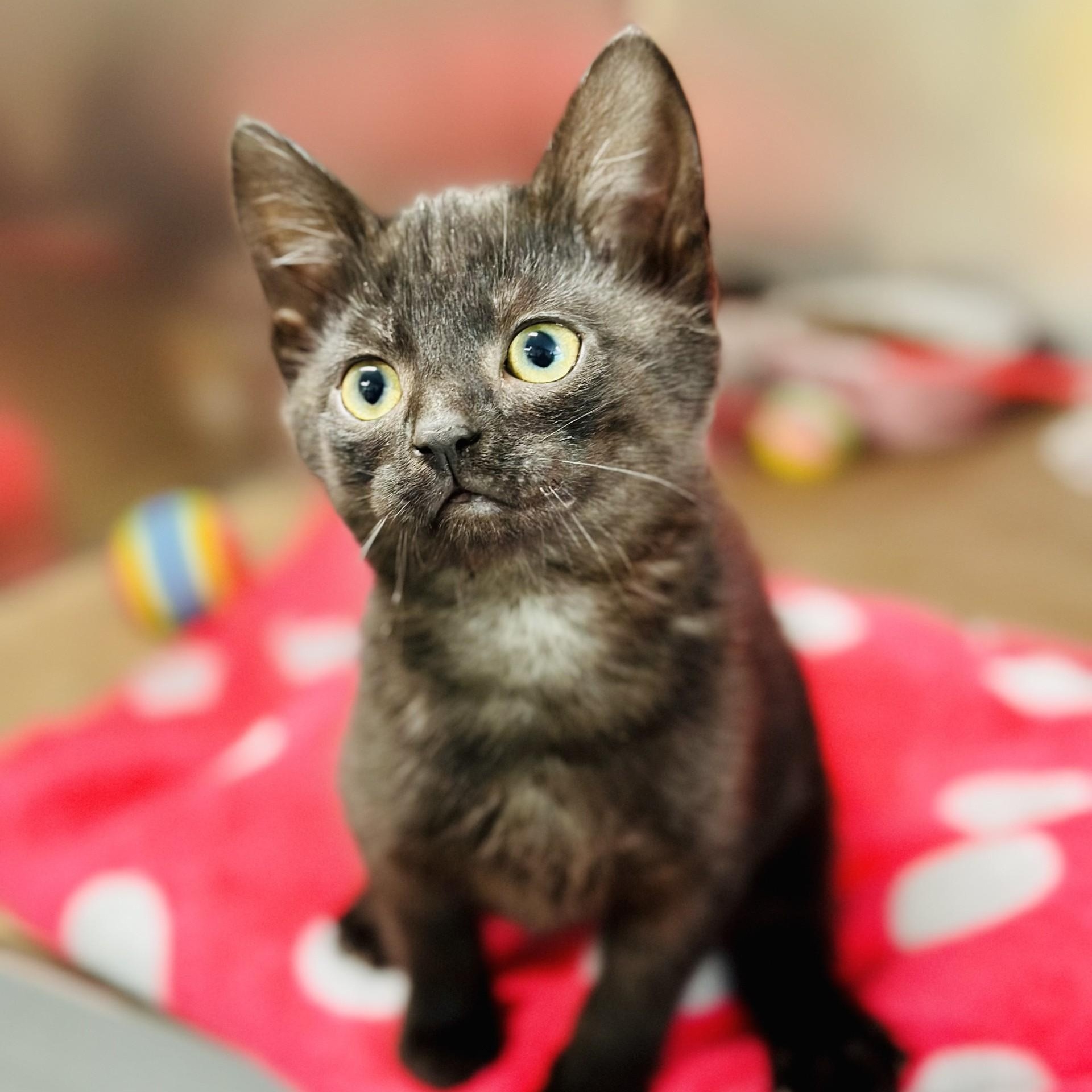 Celeste, an adopted Domestic Short Hair in Jackson, NJ image 2/2