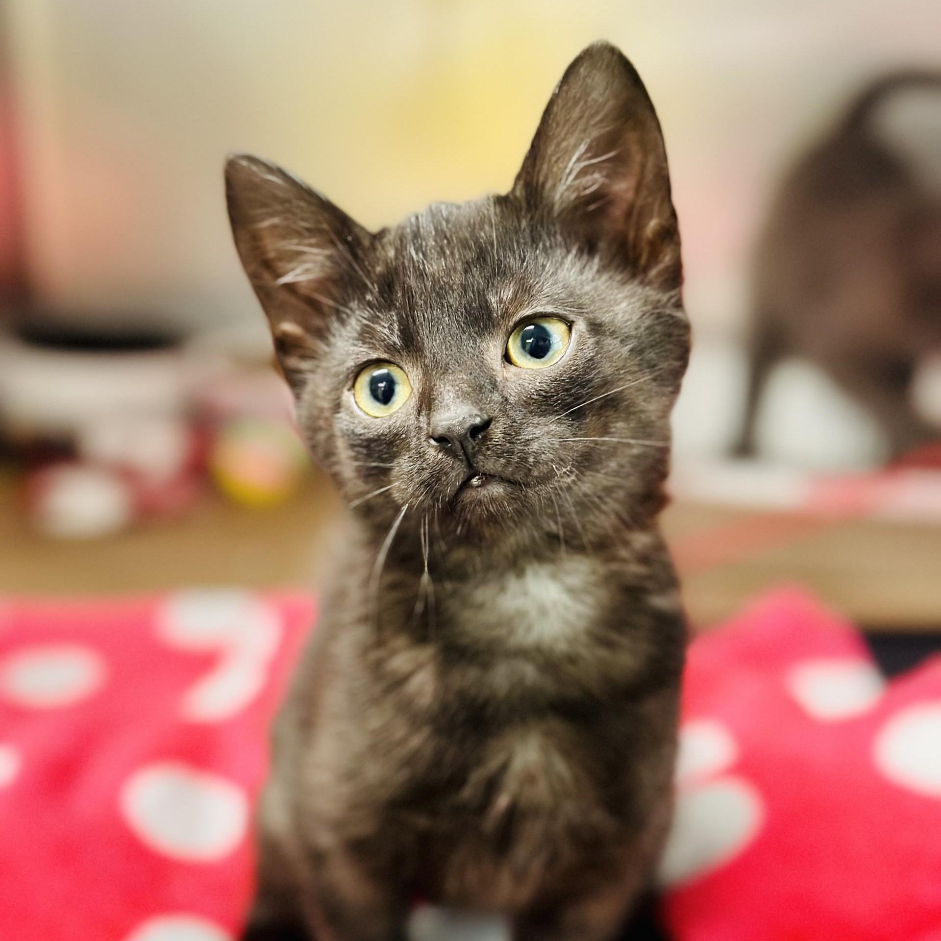 Celeste, an adopted Domestic Short Hair in Jackson, NJ image 1/2