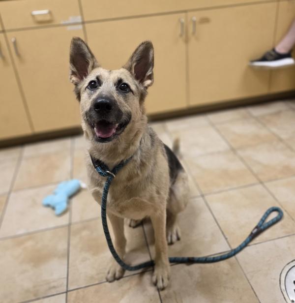 Enlarge Xanadu (mcas), a Adoptable mixed breed in Troutdale, OR image 1/1